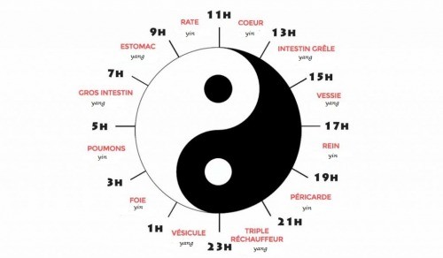 méridien yin yang