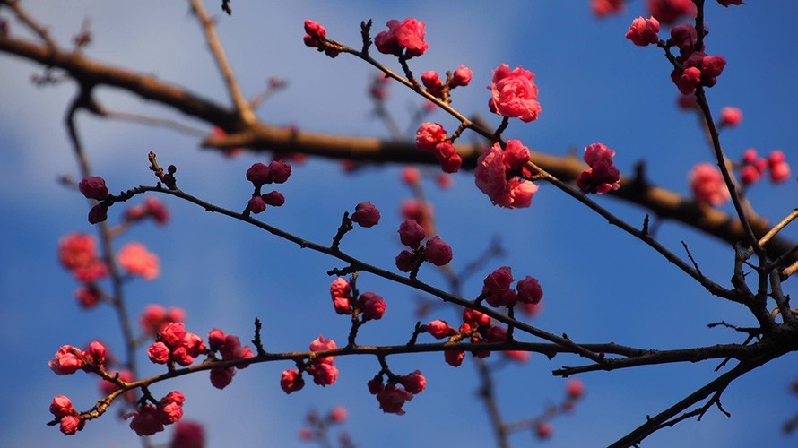 le printemps en médecine chinoise