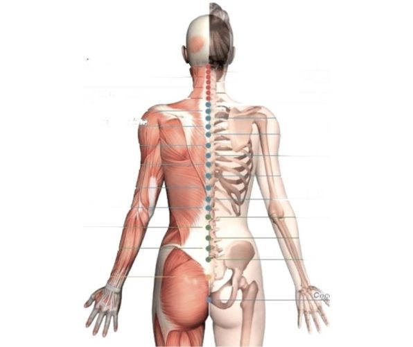 Psychosomatic disorders : the langage of the body